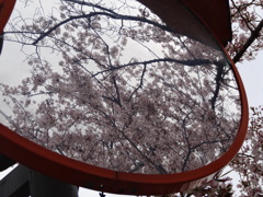 反射桜