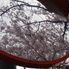 反射桜