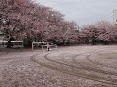 降り積もる桜の花びら