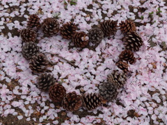 桜とまつぼっくりのコラボレーション♡