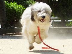 DASH!!