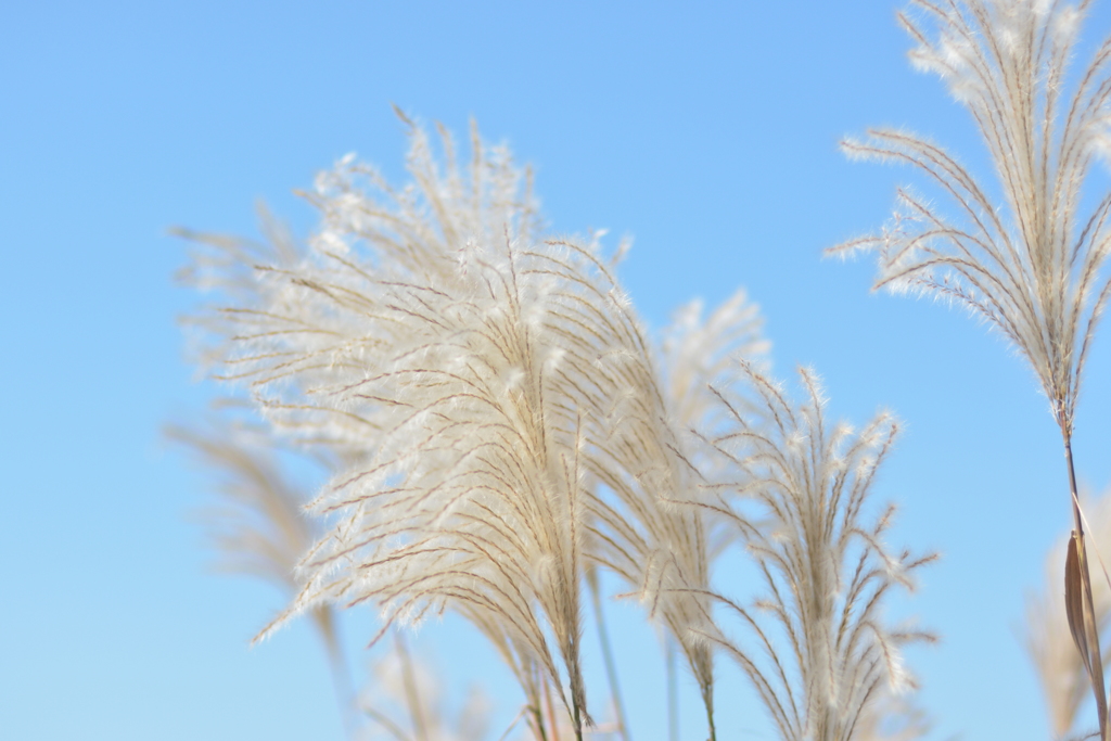 susuki grass