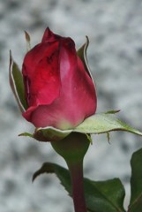 薔薇のつぼみ