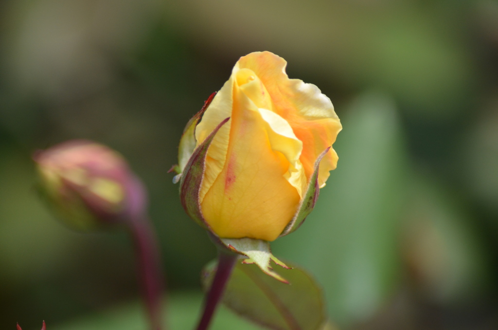 薔薇