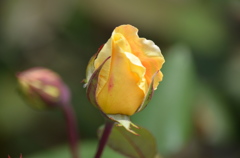 薔薇