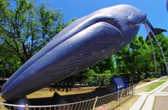 上野のクジラ