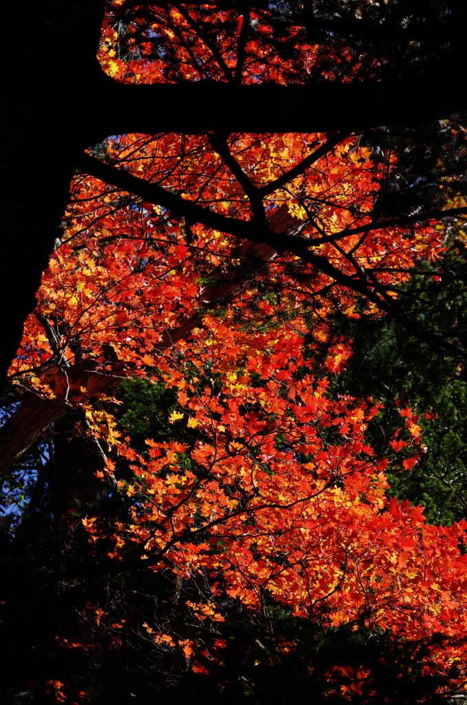 湯川沿いの紅葉燃ゆ