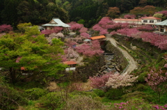 満開の一心寺