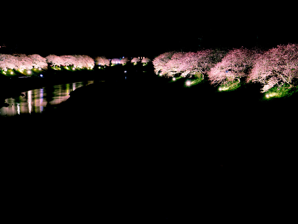 川津桜3