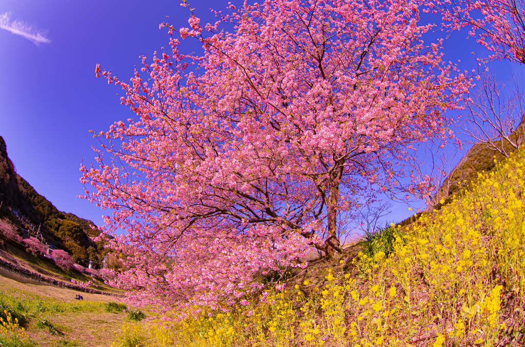 河津桜河川敷