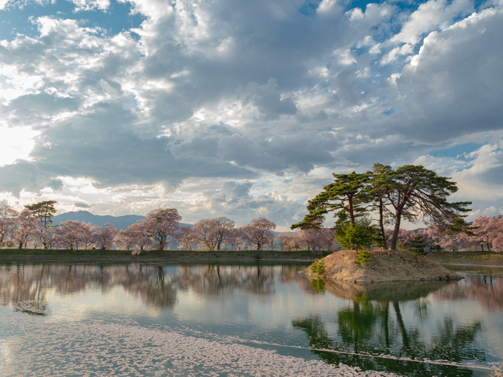 高遠桜3