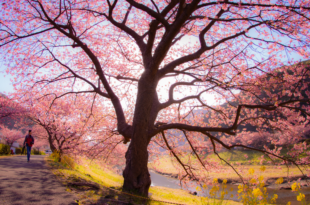 河津桜歩道