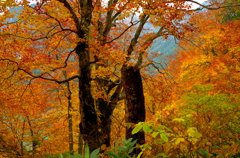 立山紅葉狩り８