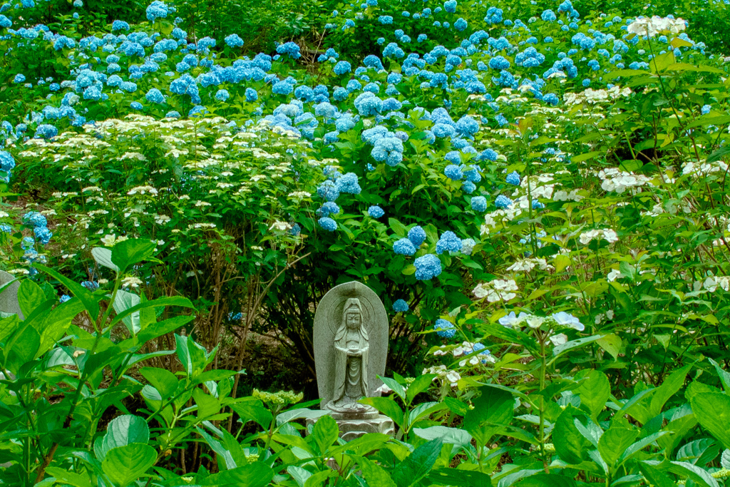 深妙寺2