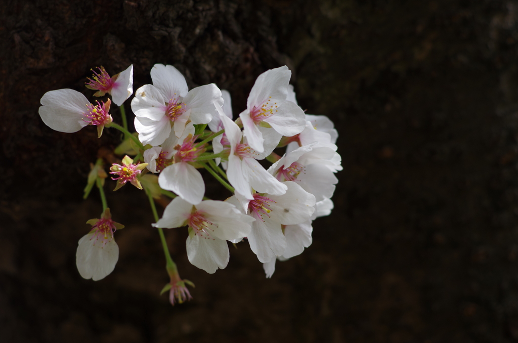 桜儚咲