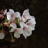 桜儚咲
