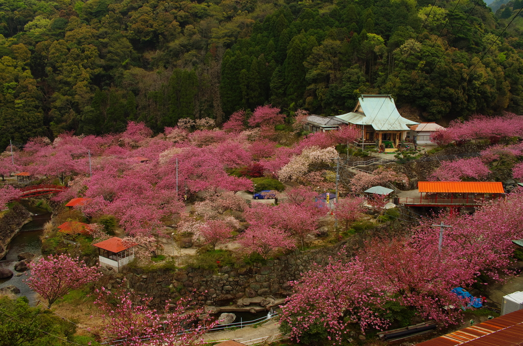 八重の桜満開