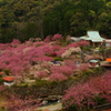 八重の桜満開