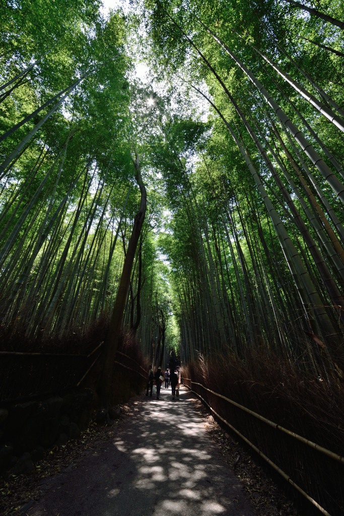 嵐山　竹林の道③