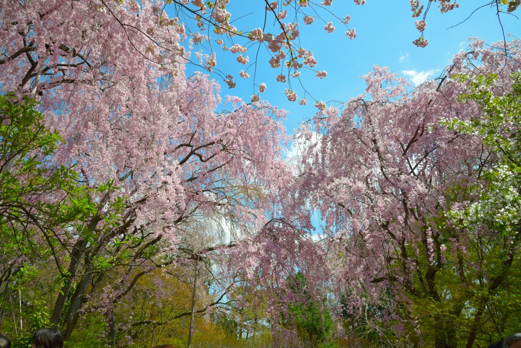 竜安寺の桜２