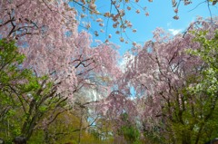 竜安寺の桜２