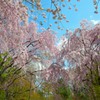 竜安寺の桜２