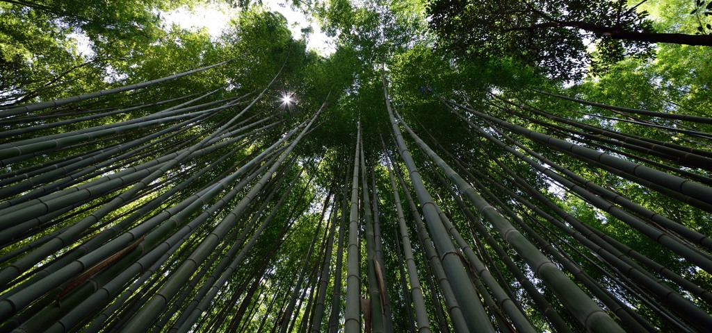 嵐山　竹林の道①