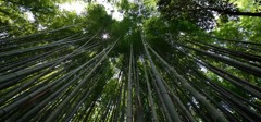嵐山　竹林の道①