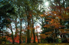 京都　紅葉①