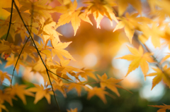 京都　紅葉③