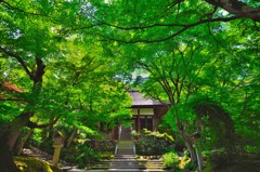 新緑の常寂光寺