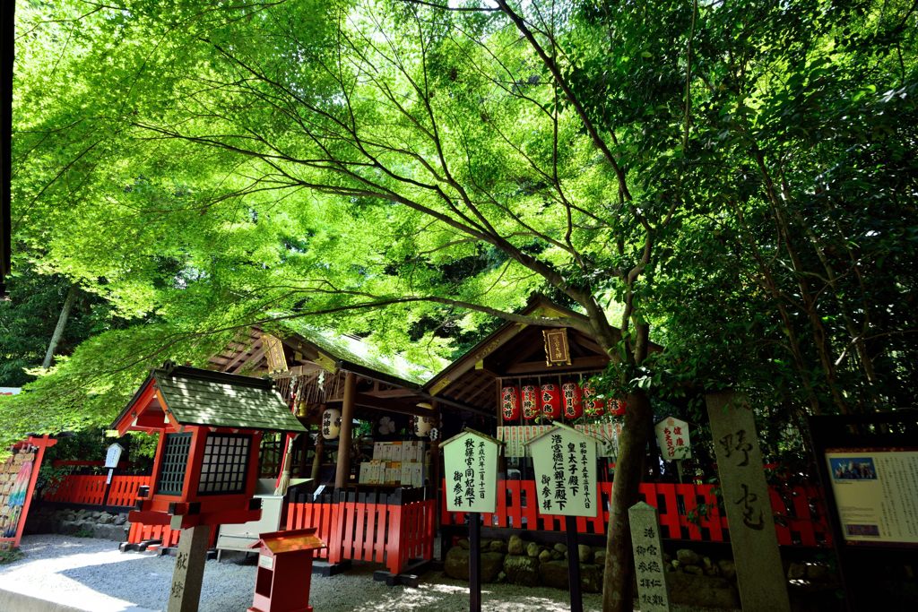 京都　野宮神社①