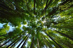 嵐山　竹林の道②