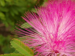 ネムの花