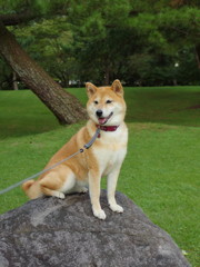 愛犬