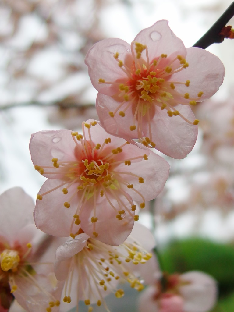 雨にぬれる梅の花