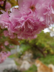 八重桜と愛犬