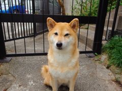 　　愛犬