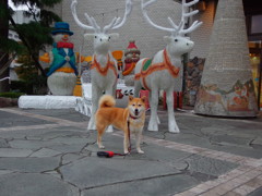 愛犬