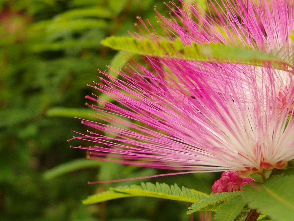 ネムの花