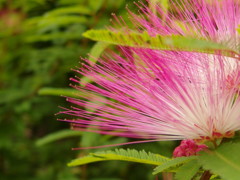 ネムの花