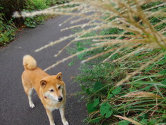 愛犬