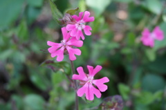 初めてのデジタル一眼でお花撮影