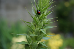 初めてのデジタル一眼でテントウムシ撮影