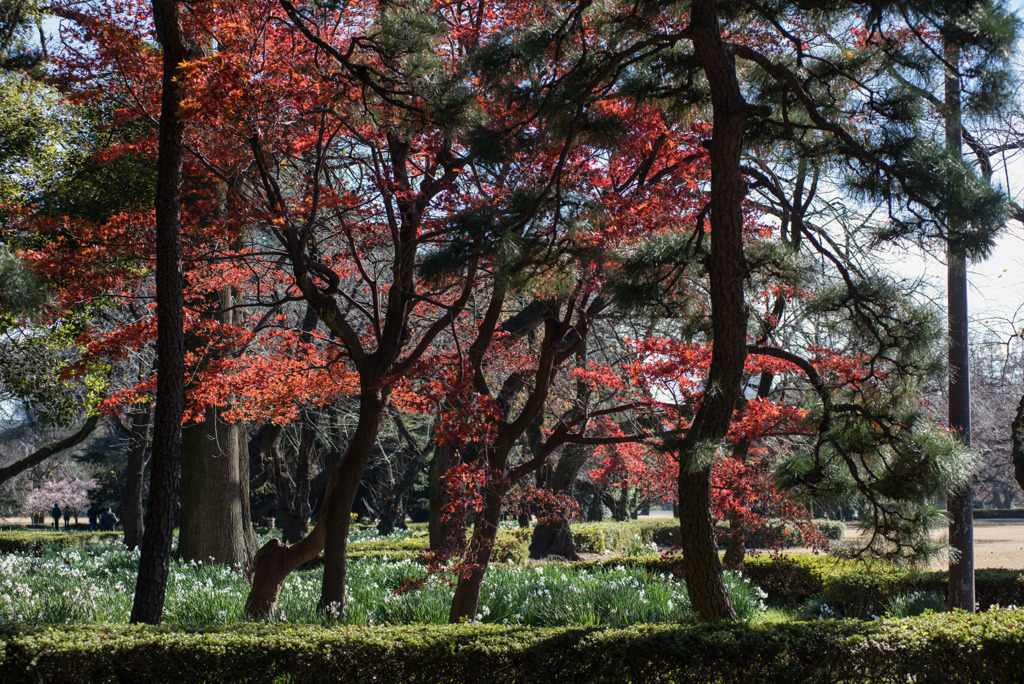 新宿御苑【新宿門あたりの紅葉】①20181215
