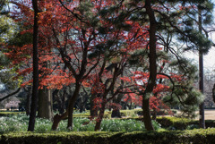 新宿御苑【新宿門あたりの紅葉】①20181215