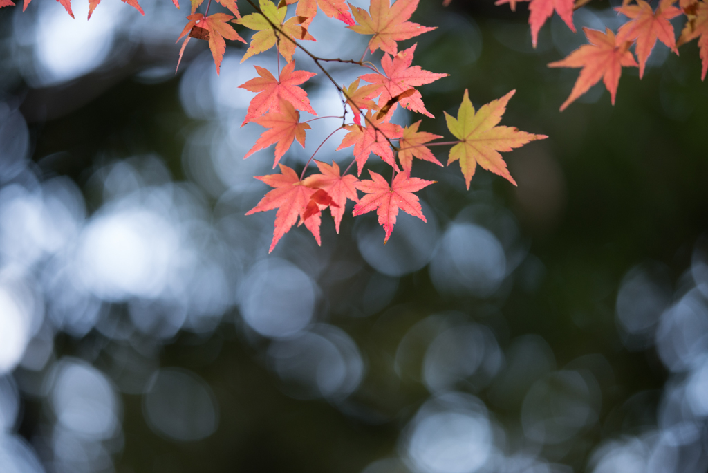 薬師池公園【薬師池の紅葉】②20161120