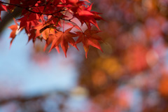 昭和記念公園【日本庭園：紅葉のピックアップ】③20181117