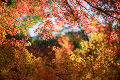 小石川後楽園【小盧山付近の紅葉】⑤20171126