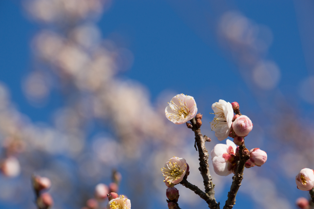 小田原フラワーガーデン【梅：淡路】③20170128